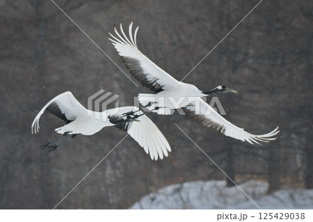北海道で見られる日本を代表する美しい野鳥、冬の雪原の真白なタンチョウ 北海道で見られる日本を代表する美しい野鳥、冬の雪原の真白なタンチョウ 125429038