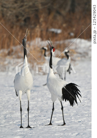 北海道で見られる日本を代表する美しい野鳥、冬の雪原の真白なタンチョウ 125429043