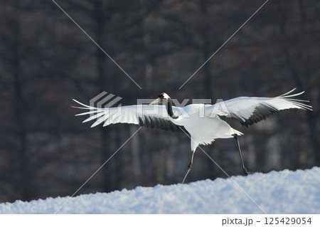北海道で見られる日本を代表する美しい野鳥、冬の雪原の真白なタンチョウ 125429054