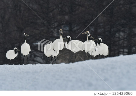 北海道で見られる日本を代表する美しい野鳥、冬の雪原の真白なタンチョウ 北海道で見られる日本を代表する美しい野鳥、冬の雪原の真白なタンチョウ 125429060