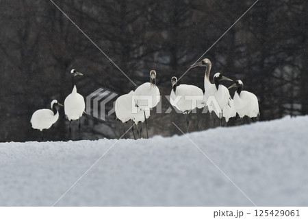 北海道で見られる日本を代表する美しい野鳥、冬の雪原の真白なタンチョウ 北海道で見られる日本を代表する美しい野鳥、冬の雪原の真白なタンチョウ 125429061