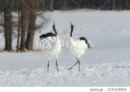 北海道で見られる日本を代表する美しい野鳥、冬の雪原の真白なタンチョウ 125429064