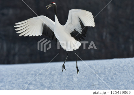 北海道で見られる日本を代表する美しい野鳥、冬の雪原の真白なタンチョウ 125429069