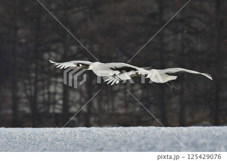 北海道で見られる日本を代表する美しい野鳥、冬の雪原の真白なタンチョウ 125429076
