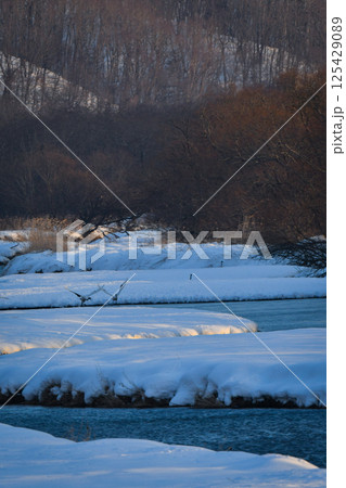 北海道で見られる日本を代表する美しい野鳥、冬の雪原の真白なタンチョウ 125429089