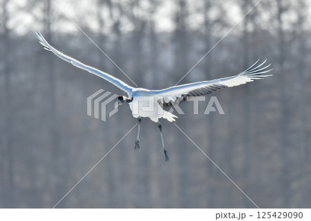 北海道で見られる日本を代表する美しい野鳥、冬の雪原の真白なタンチョウ 125429090