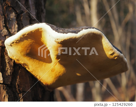 下から見るサルノコシカケ（20250417060521） 125429260