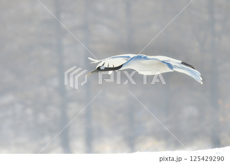 北海道で見られる日本を代表する美しい野鳥、冬の雪原の真白なタンチョウ 125429290