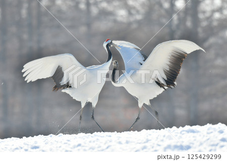 北海道で見られる日本を代表する美しい野鳥、冬の雪原の真白なタンチョウ 北海道で見られる日本を代表する美しい野鳥、冬の雪原の真白なタンチョウ 125429299