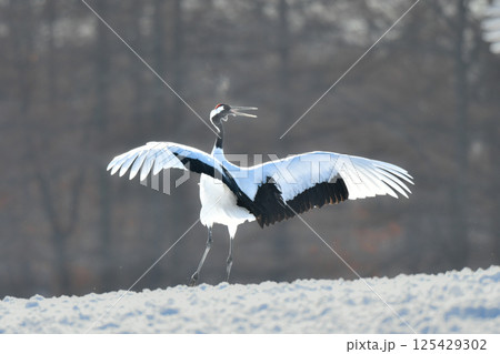 北海道で見られる日本を代表する美しい野鳥、冬の雪原の真白なタンチョウ 125429302