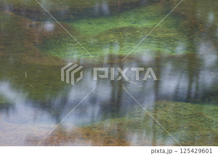 池に映る森 125429601
