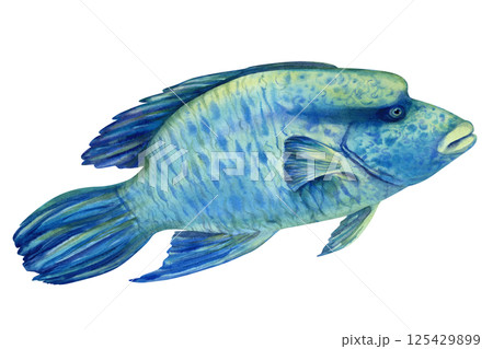 Big Red Sea tropical fish Napoleon, Humphead wrasse in realistic watercolor style isolated on white background for marine design, snorkeling, diving, education, books, arts, crafts, textiles. 125429899