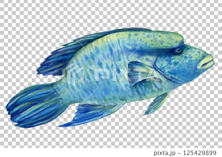 Big Red Sea tropical fish Napoleon, Humphead wrasse in realistic watercolor style isolated on white background for marine design, snorkeling, diving, education, books, arts, crafts, textiles. 125429899