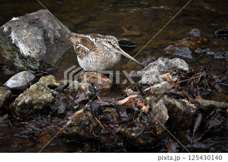 冬に山の渓流やせせらぎで見られる忍者みたいな渡り鳥のアオシギ 冬に山の渓流やせせらぎで見られる忍者みたいな渡り鳥のアオシギ 125430140