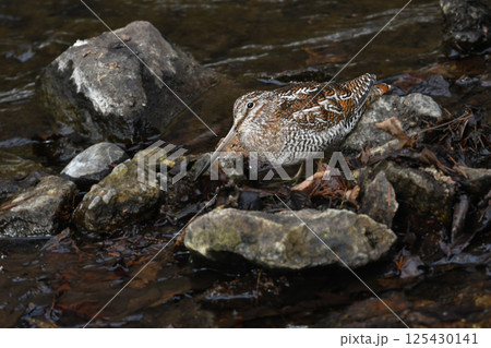 冬に山の渓流やせせらぎで見られる忍者みたいな渡り鳥のアオシギ 125430141
