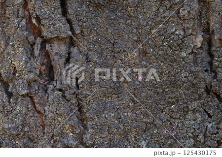 大きな桜の木の樹皮 大きな桜の木の樹皮 125430175