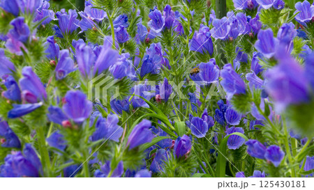 初夏の彩り：青紫色の花穂が風に揺れるエキウム・ブルガレ 125430181