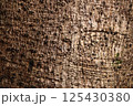 大きなタブノキの樹皮 125430380