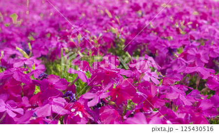 春の絨毯:鮮やかなピンクが広がる芝桜 春の絨毯:鮮やかなピンクが広がる芝桜 125430516