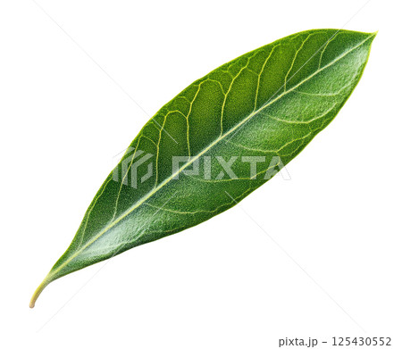 Olive Leaf 125430552