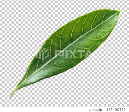 Olive Leaf 125430552