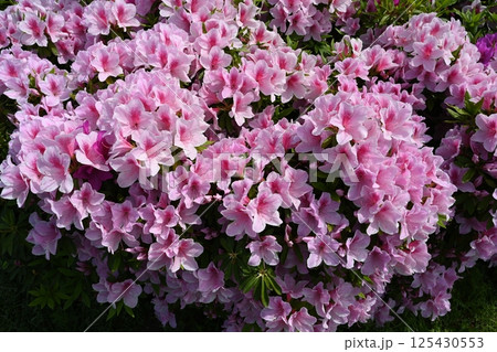 ピンクの花 ピンクの花 125430553