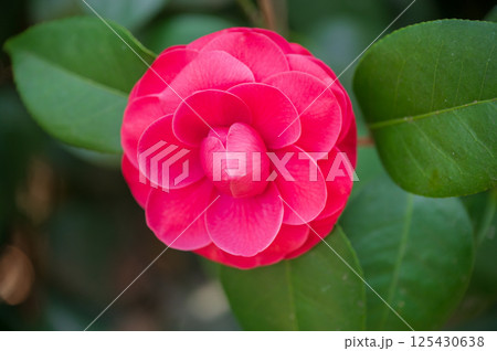 コウオトメツバキの赤い花 125430638