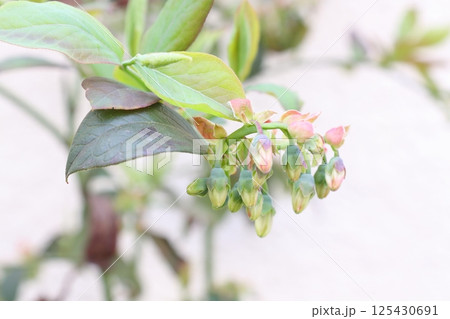 ブルーベリーの花 ブルーベリーの花 125430691