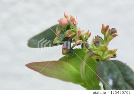 ブルーベリーの花 125430702