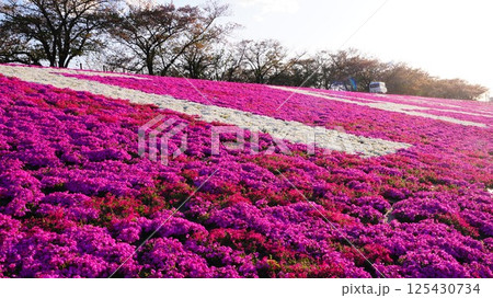 満開の芝桜が咲き誇る丘は新荒川大橋緑地 125430734