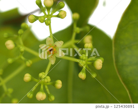 クスノキの花とつぼみのクローズアップ（花と蕾をつけた楠） 125430891