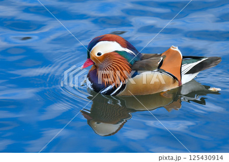 冬に公園や川で見られるとても美しい日本の野鳥、光り輝くオレンジの羽を持つオシドリ 125430914