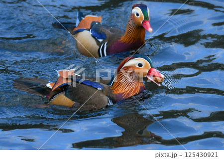 冬に公園や川で見られるとても美しい日本の野鳥、光り輝くオレンジの羽を持つオシドリ 冬に公園や川で見られるとても美しい日本の野鳥、光り輝くオレンジの羽を持つオシドリ 125430921