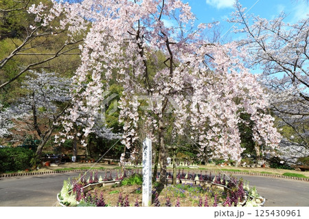 【香川県】桜咲く春の不動の滝カントリーパーク 125430961