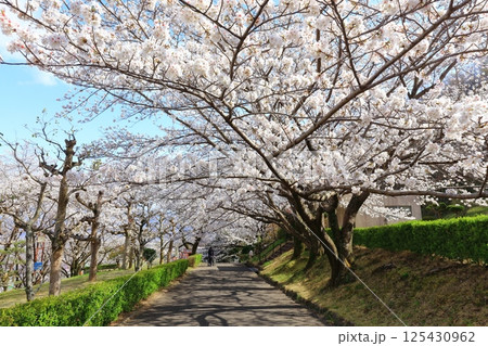 【香川県】桜咲く春の不動の滝カントリーパーク 125430962