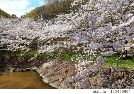 【香川県】桜咲く春の不動の滝カントリーパーク 125430964