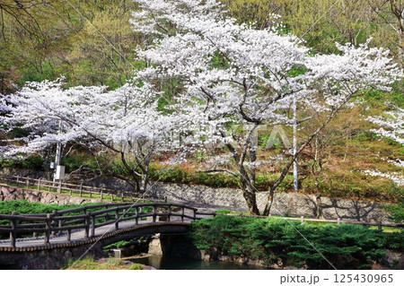 【香川県】桜咲く春の不動の滝カントリーパーク 125430965