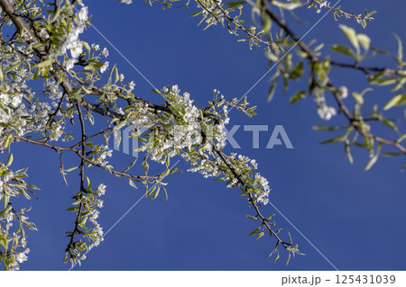 pear flowers against a sky close up, sunny weather in an orchard with pear tree pear flowers against a sky close up, sunny weather in an orchard with pear tree 125431039
