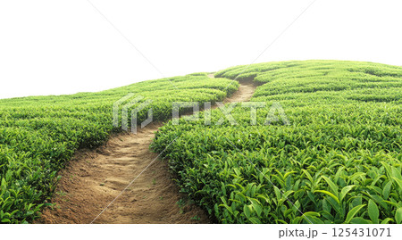Path in tea plantation 125431071