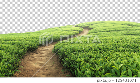 Path in tea plantation 125431071
