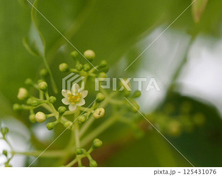 クスノキの花とつぼみ（花と蕾をつけた楠の枝先のクローズアップ） 125431076