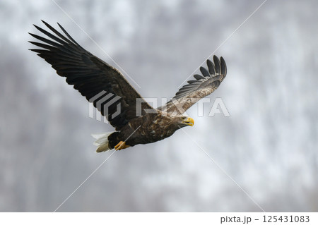 冬に北海道の知床半島や釧路湿原で見られる大きな猛禽、勇敢で格好良い空の王者オジロワシ 冬に北海道の知床半島や釧路湿原で見られる大きな猛禽、勇敢で格好良い空の王者オジロワシ 125431083