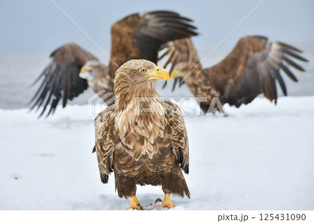 冬に北海道の知床半島や釧路湿原で見られる大きな猛禽、勇敢で格好良い空の王者オジロワシ 125431090