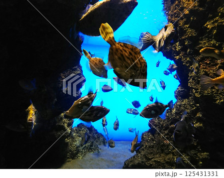 水中を泳ぐ魚たち 2017海響館 125431331