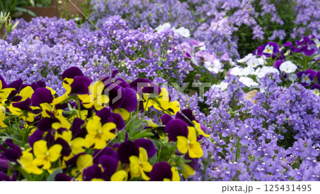 春の庭園を彩る紫と黄色のコントラスト：ビオラとネメシアの共演 125431495