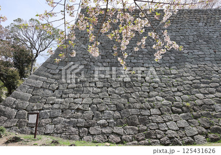 春、桜と丸亀城高石垣(見返り坂横の三の丸北石垣) 春、桜と丸亀城高石垣(見返り坂横の三の丸北石垣) 125431626