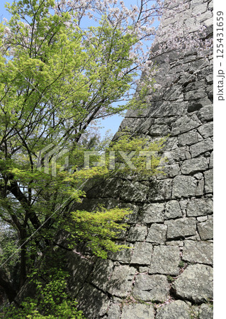 春、丸亀城の見返り坂頂上近くの桜 春、丸亀城の見返り坂頂上近くの桜 125431659