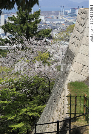 春、丸亀城の見返り坂頂上から見た石垣と桜と丸亀市街 125431661