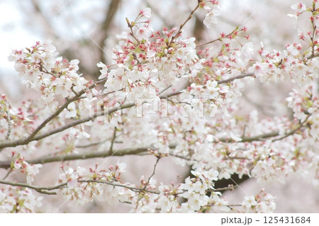 春の日差しを浴びる満開の桜 春の日差しを浴びる満開の桜 125431684