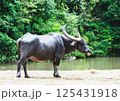 Mammal animal, Thai buffalo in grass field 125431918